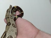 IMG_20200727_154105.jpg