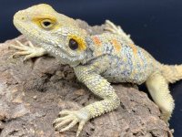 clown agama trio 300 (5).jpg