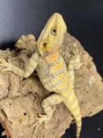 clown agama trio 300.jpg