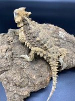 giant mexican horned toad lizard 350.jpg