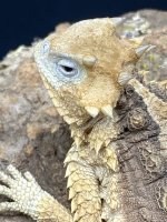 giant mexican horned toad lizard 350 (2).jpg