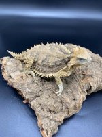 giant mexican horned toad lizard 350 (4).jpg