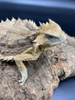 giant mexican horned toad lizard 350 (3).jpg