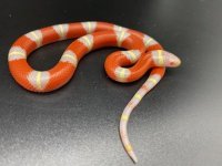 t neg albino nelsos 125 (7).jpg