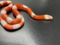 t neg albino nelsos 125 (3).jpg