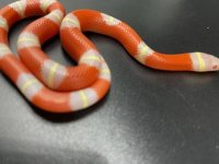 t neg albino nelsos 125.jpg