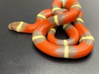 t pos albino nelsons 250 (2).jpg