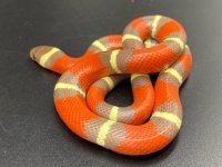 t pos albino nelsons 250 (4).jpg