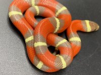 t pos albino nelsons 250.jpg