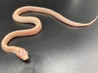 Opal Tesser corn 200 F (2).jpg