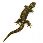 mourning_gecko_for_sale_joshs_frogs_top_white_1.jpg