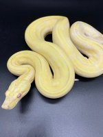 2018 sharp strain albino arabesque 500 M.jpg