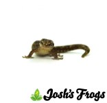 mourning_gecko_for_sale_joshs_frogs_front_1_1.jpg