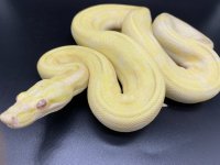 2018 sharp strain albino arabesque 500 M (3).jpg