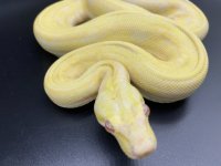 2018 sharp strain albino arabesque 500 M (2).jpg