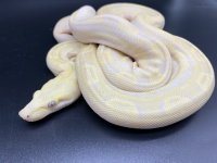 2018 sharp strain albino motley 500 M (2).jpg