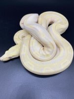 2018 sharp strain albino motley 500 M (3).jpg