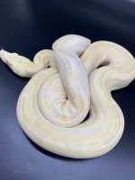 2018 sharp strain albino motley 500 M.jpg