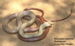 Ithycyphus-miniatus-03000040002_01.jpg