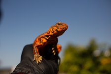_MG_2078.jpg