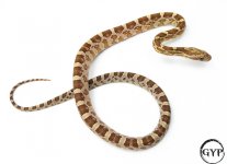 AmberCornM2-1.jpg