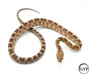 AmberCornM3-1.jpg