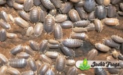 porcellio_dilatatus_giant_canyon_isopod_josh_s_frogs_10_.jpg