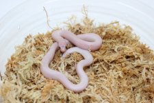 WSGhostBrooksKingsnake4.jpg