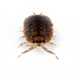 porcellio_dilatatus_giant_canyon_isopod_josh_s_frogs_8_.jpg
