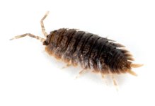 porcellio_dilatatus_giant_canyon_isopod_josh_s_frogs_6_.jpg