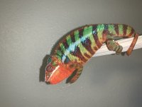 IMG_2056.jpg