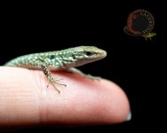 klemhatchling.jpg