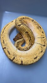 ODENCHIYBPIN.jpg