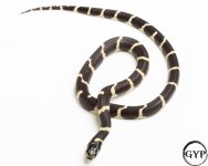 20100419CaliKing2-4.jpg