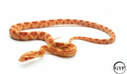 AmelCornM3 (1 of 1).jpg