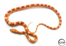 AmelCornM1 (1 of 1).jpg
