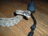 Argentine Boa 009 (2).jpg