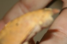 IMG_0662.JPG