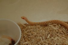 1 a albino garter 005 (640 x 426).jpg