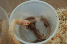 1 a albino garter 037 (640 x 426).jpg