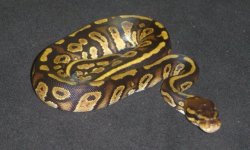 Cinny baby 1.JPG