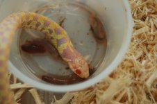1 a albino garter 048 (640 x 426).jpg