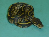 cinny baby 2.JPG
