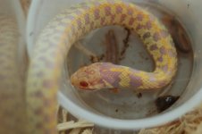 1 a albino garter 065 (640 x 426).jpg