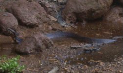 cottonmouth.jpg