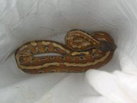 03_snake_in_bag_before_ removal.jpg