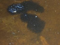 toad eggs.jpg
