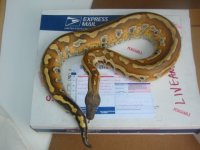 07_snake_on_box.jpg