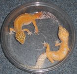 pair_2.jpg