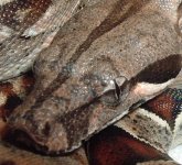 Tegu Contest1.JPG